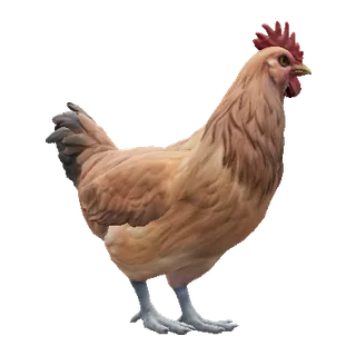 pets category item