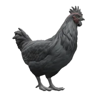 Catalana Grey — CS2 pet chicken