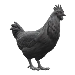Catalana Black — CS2 pet chicken