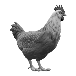 Catalana Black White Head — CS2 pet chicken