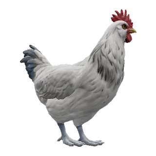 Catalana White — CS2 pet chicken