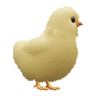 小鸡