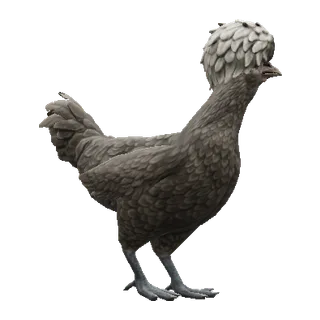 Polish Black with White Head — CS2 pet chicken