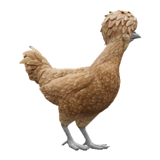 Polish Brown — CS2 pet chicken