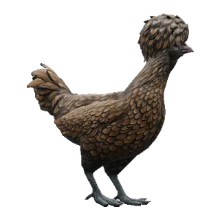 Polish White with Black Wing Tips — CS2 pet chicken