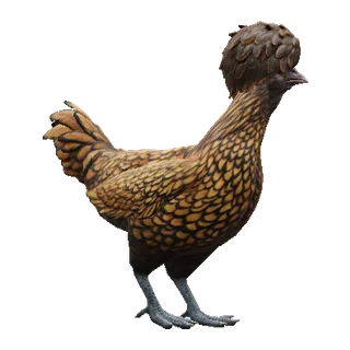 Polish Brown with Black Wing Tips — CS2 pet chicken