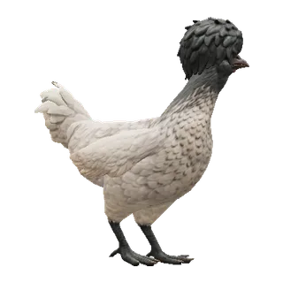 Polish White Black Head — CS2 pet chicken