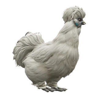 Silkie White — CS2 pet chicken